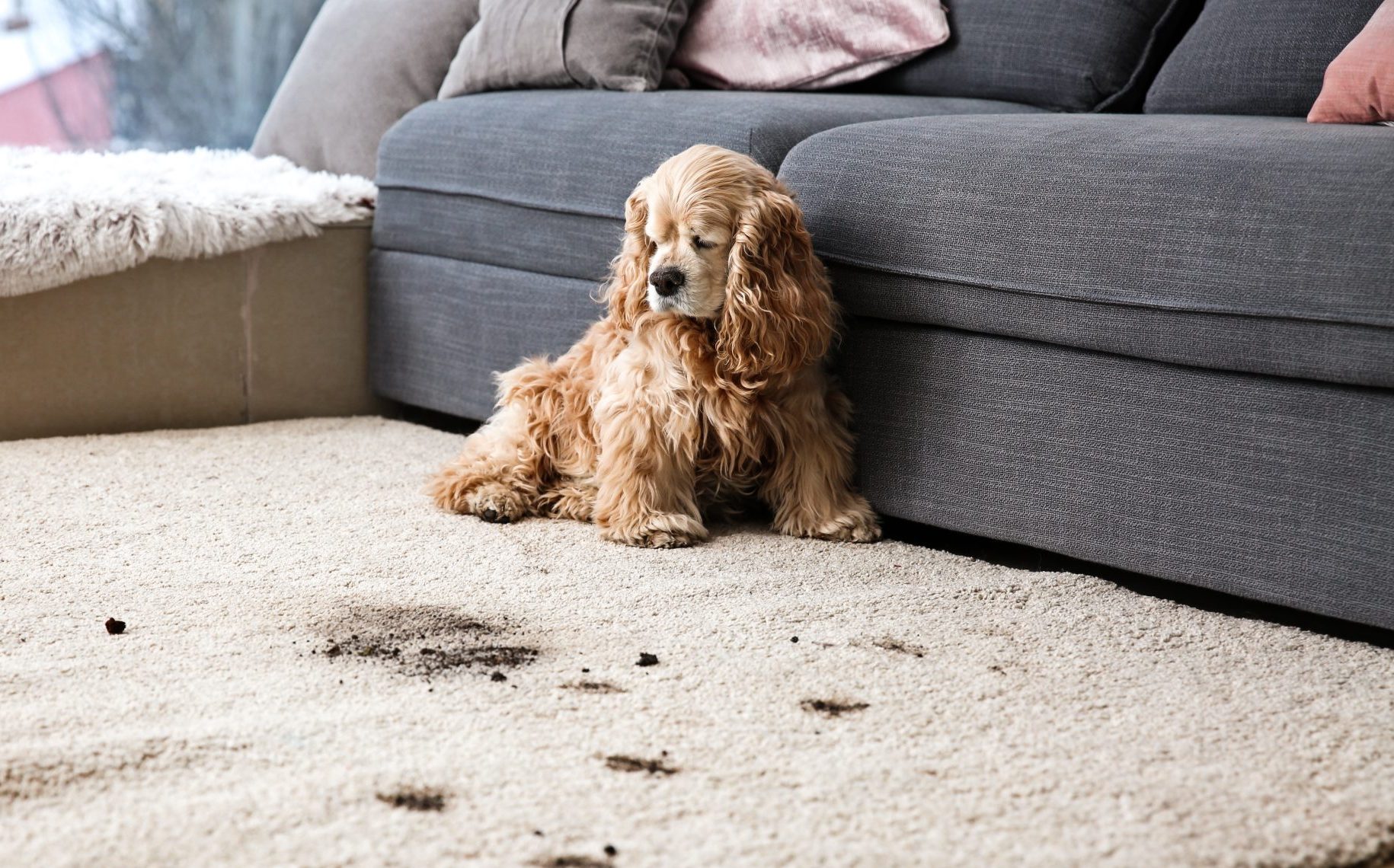 Pet Stain Removal Tips MasterClean Carpet Stain Removal Service