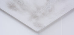 How Does Summer Humidity Affect Mold Growth Indoors?